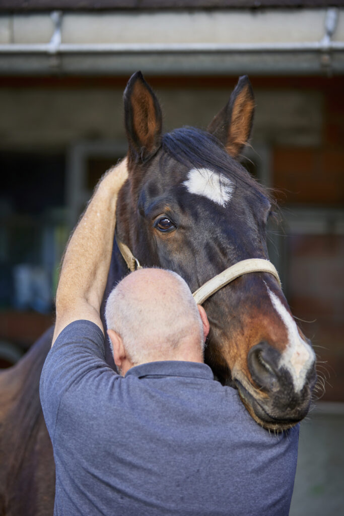 Chiropraktik für Pferd