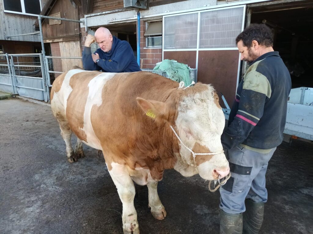 Chiropraktik und Laser-Akupunktur fur Stier