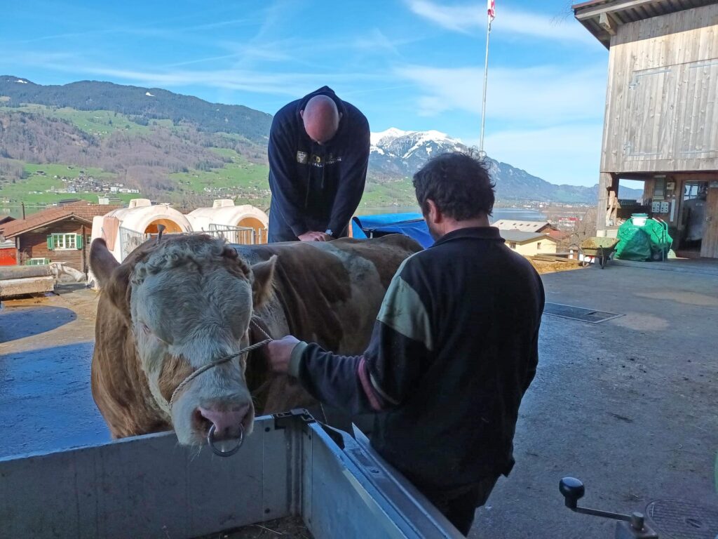 Chiropraktik bei Nutztieren